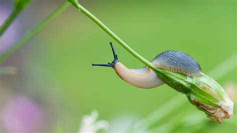 How to stop slugs from eating your plants