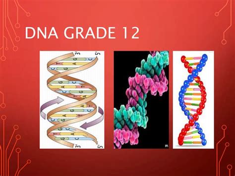 Image result for DNA Grade 12