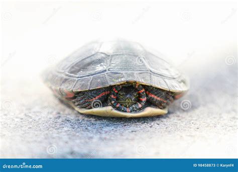 Image result for Turtle Shell Hiding