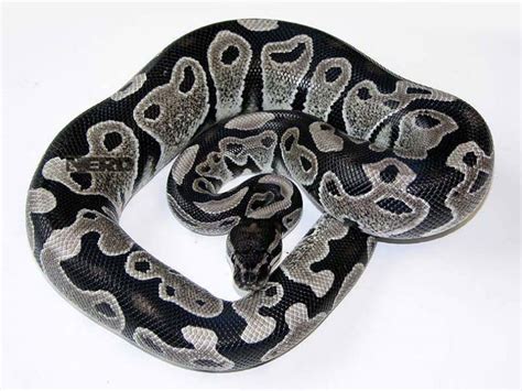 Image result for Lesser Axanthic Ball Python