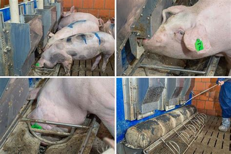 How to Make Pig Trough に対する画像結果