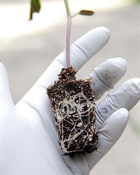 Résultat d’images pour Plant Propagation Clean Bench