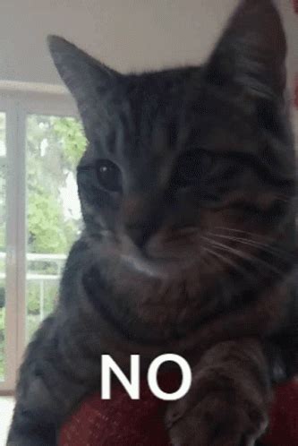 Image result for No Cheating PNG