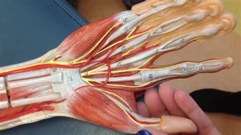 Image result for Hand Muscle Model
