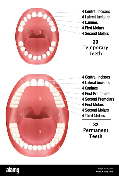 Image result for Permanent Tooth
