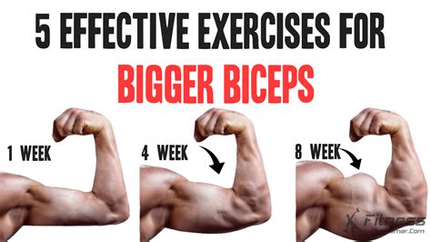 Image result for Bicep Workout Chart