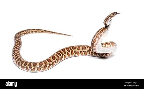 Childrems Python に対する画像結果