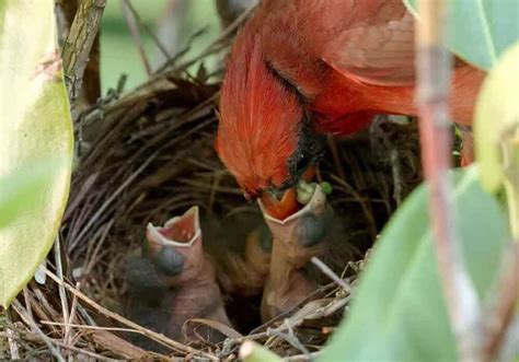 How to Build a Cardinal Nest に対する画像結果