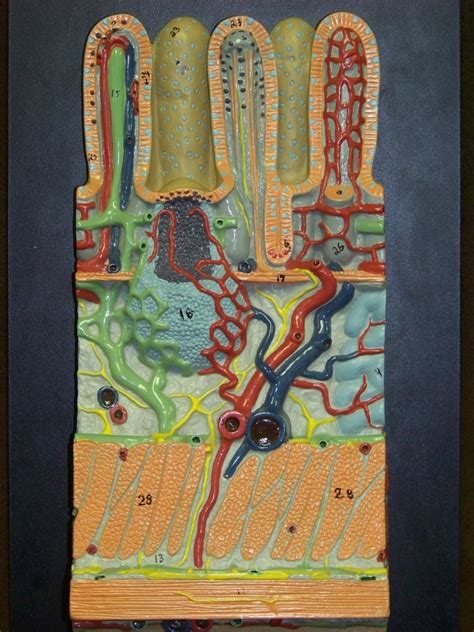 Small Intestine Model に対する画像結果