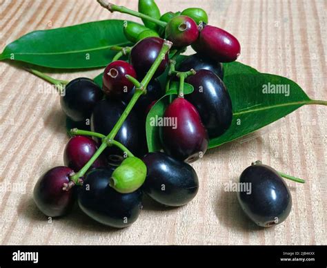 Image result for Java Plum