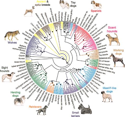 Image result for Dog Evolution Cladogram