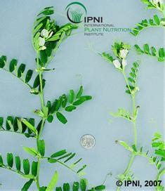 Image result for Vetch Forage