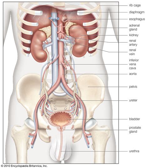 Image result for Kidneys Location in Body
