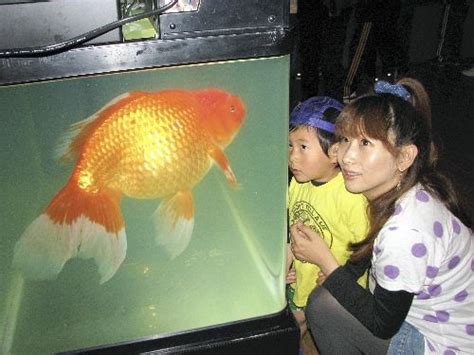 Contoh Descriptive Text About Fish に対する画像結果