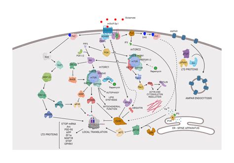Image result for Cell Surface Biorender