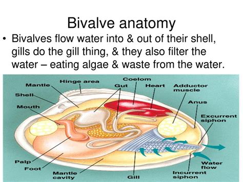 Afbeeldingsresultaten voor How to Eat Bivalves