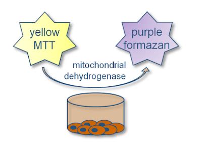 Image result for MTT Assay Full Form