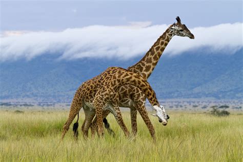 Image result for Giraffe Mammal