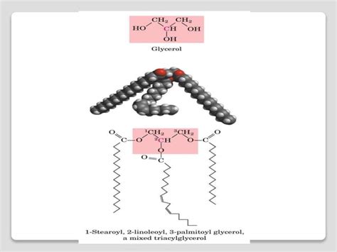 Toradh íomhá ar Lipids Introduction
