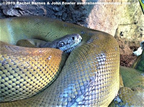 Image result for Papuan Python