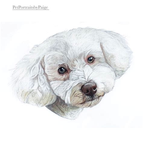 Toradh íomhá ar Bichon Drawing