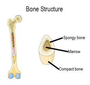 Image result for Bone Cracking Skeletal System
