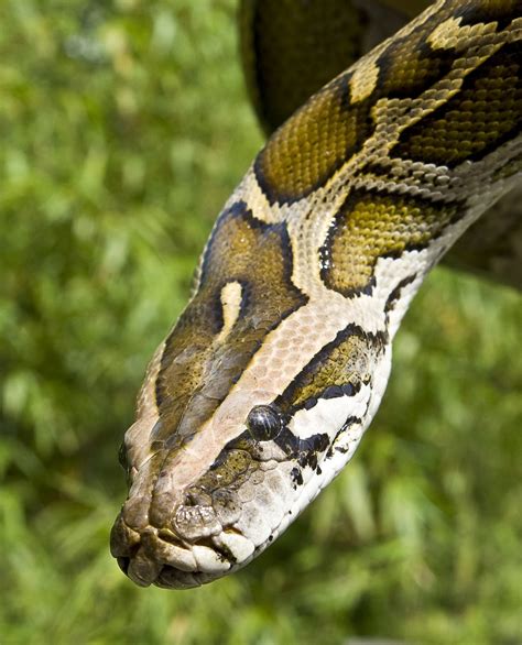Image result for Royal Python in the Wild