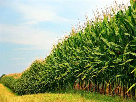 Toradh íomhá ar Claeve Herbicide
