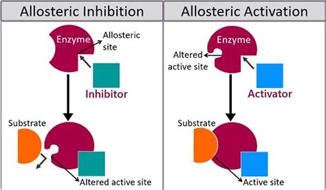 Image result for Sequential Model of Allosteric Enzyme Animation