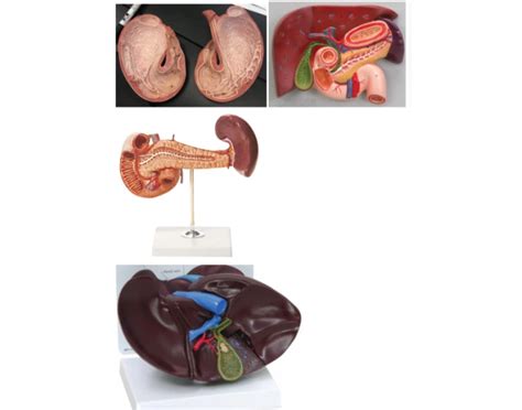 Toradh íomhá ar Java Practicle Quiz