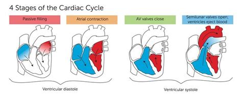 Toradh íomhá ar Cardiac Cycle Steps Simple