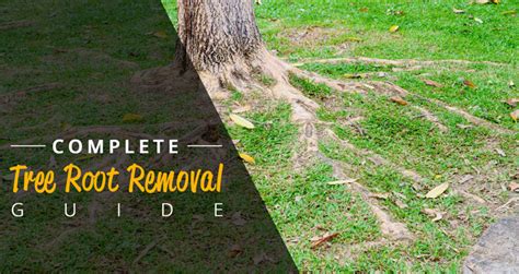 Image result for How to Remove Tree Roots Easily