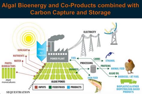 Toradh íomhá ar Renewable Energy Using Algae