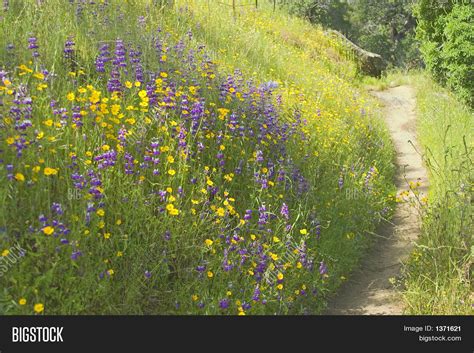 Image result for Flower Field Path
