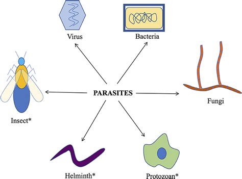 Afbeeldingsresultaten voor Different Types of Human Parasites