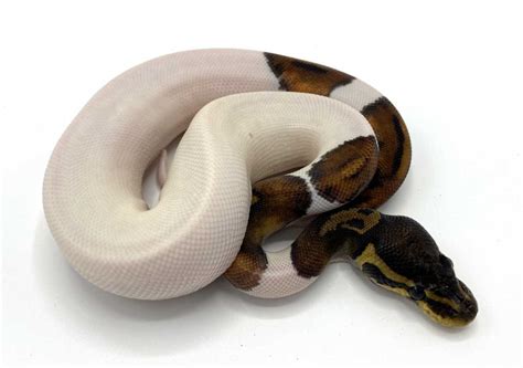 Image result for All-Black Ball Python