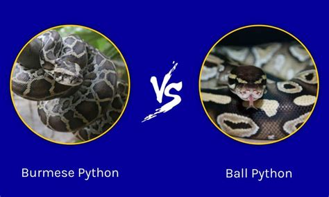 Image result for Ballmeaase Python