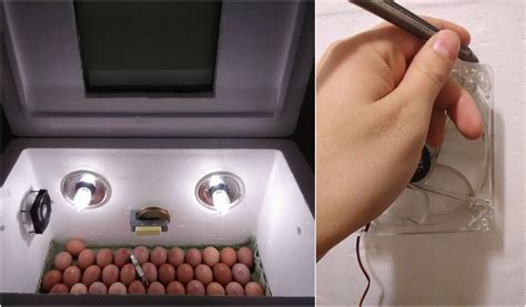Toradh íomhá ar How to Make Automatic Chicken Incubator