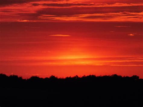Red Robin Nest に対する画像結果