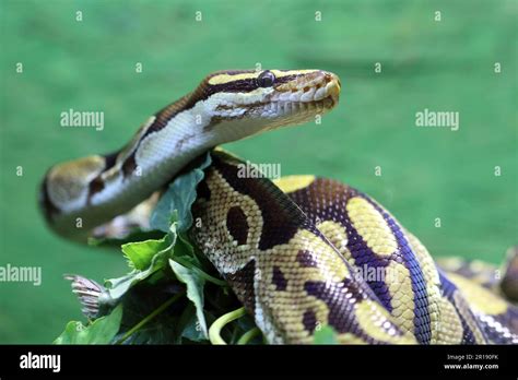 Image result for Giant Royal Python