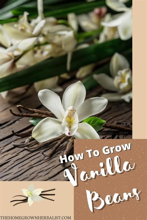 Image result for Growing Vanilla Beans