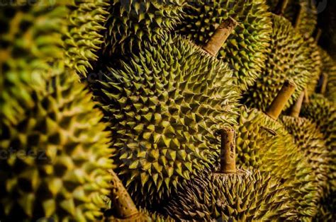 Contoh Descriptive Text About Fish に対する画像結果