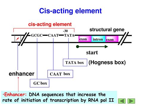 Image result for Trans and CIS DNA