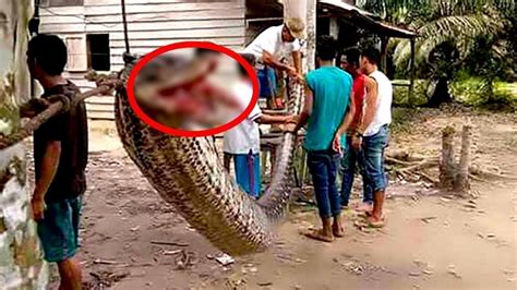 Reticulated Python Attacks On Humans に対する画像結果