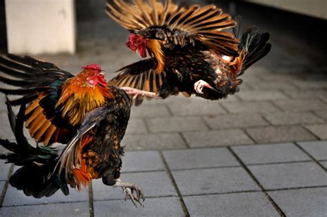 Toradh íomhá ar Hanengevechten Java