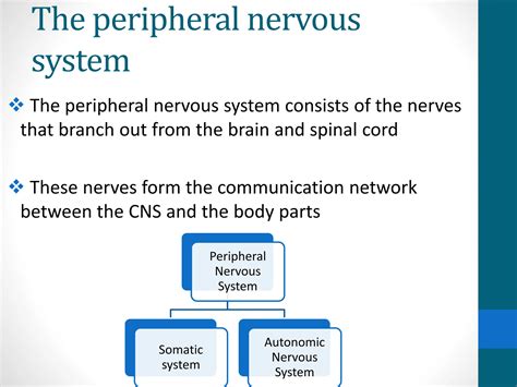 Image result for Peripheral Nervous System Process