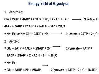 Glycolysis Enthalpie に対する画像結果