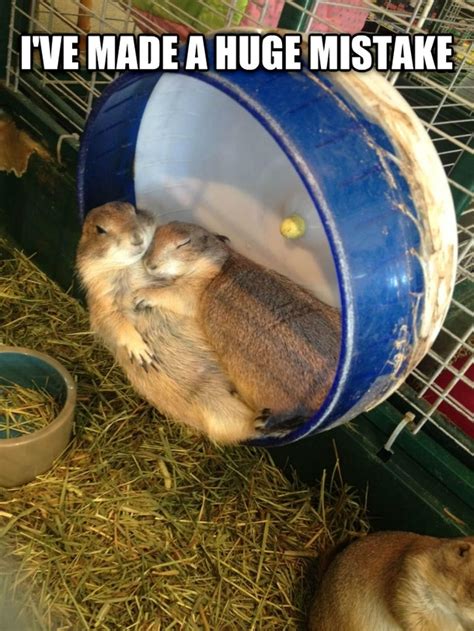 Image result for Prairie Dog Loading Meme