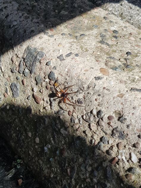 Image result for Outside Spiders