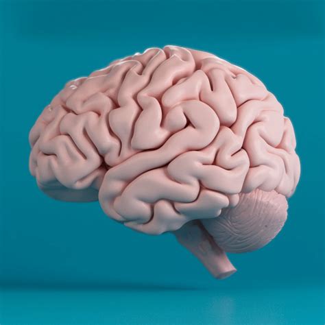 Image result for Human Brain
